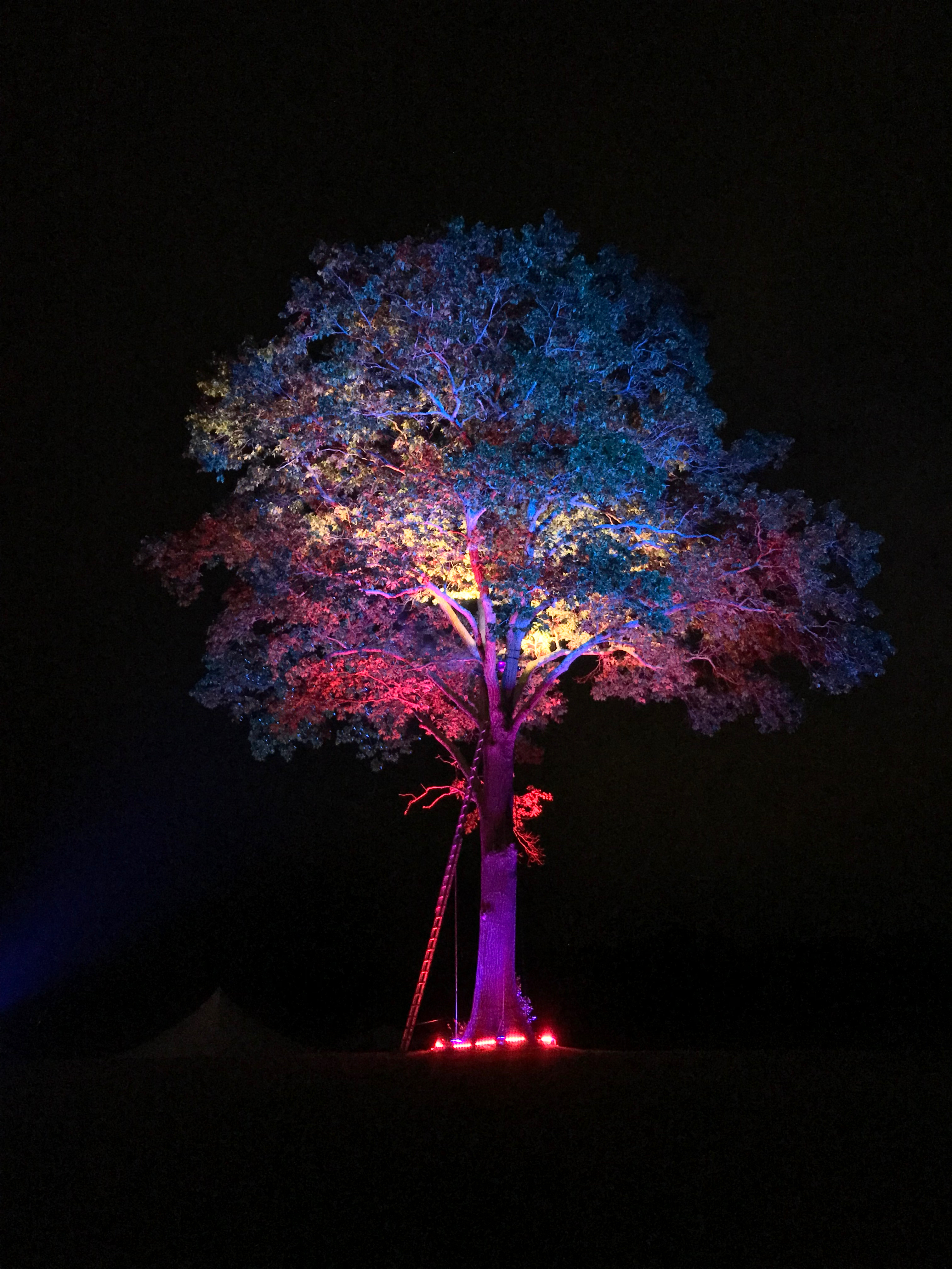 Green River Festival - Tree
